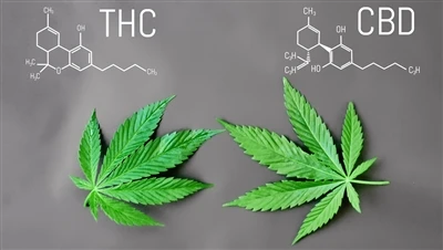 Care este diferența dintre THC și CBD