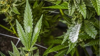 Cum să găsești produse CBD de calitate