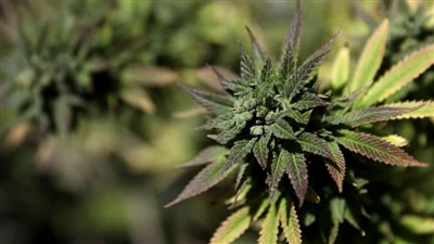 Ce este sistemul endocannabinoid? (ECS)