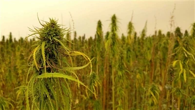 Știri de ultimă oră despre CBD: Companiile canadiene de canabis se retrag de ...